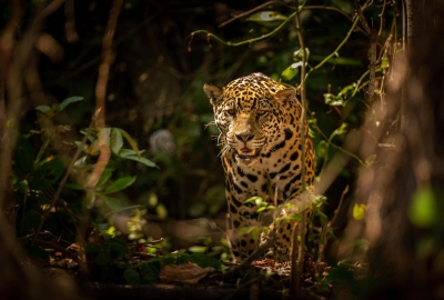 O show do Pantanal: Onça versus Jacaré