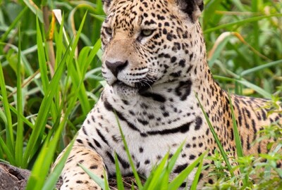 JAGUAR TOUR GRUPO BRAZIL ECO TUR 
