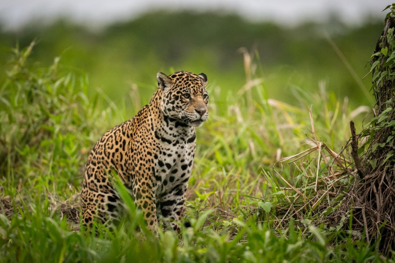 Jaguar Tour Adventure